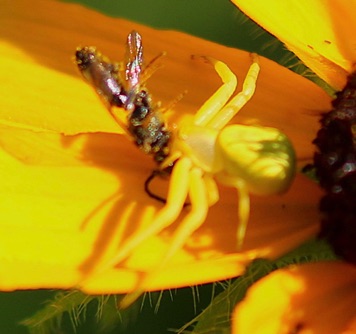 Goldenrod Crab Spider.jpg