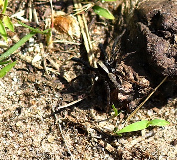 Lanceolate Wolf Spider.jpg