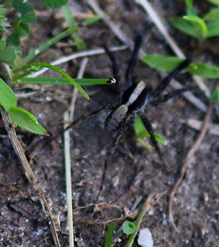 Lanceolate Wolf Spider.jpg