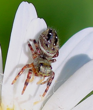 Cardinal Jumping Spider.jpg