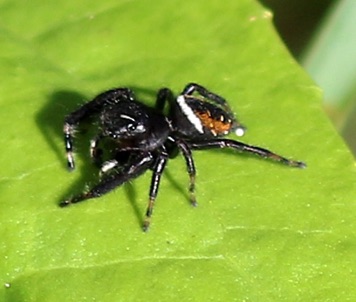 Phidippus Jumping Spider.jpg