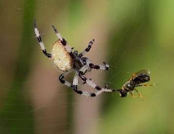 Shamrock Orbweaver 657.jpg