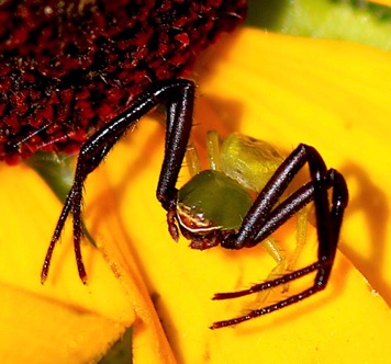 Crab Spider M formosipes.jpg