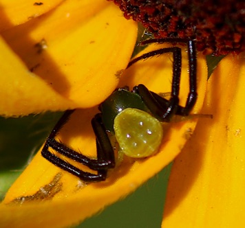 Crab Spider M formosipes.jpg