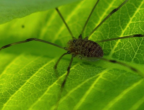 Harvestman 0197.jpg