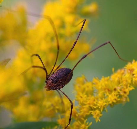 Harvestman 0196.jpg