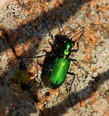 Six-spotted Tiger Beetle.jpg