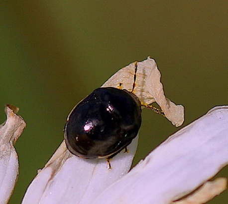 Ebony Bug, Carpet Beetle.jpg