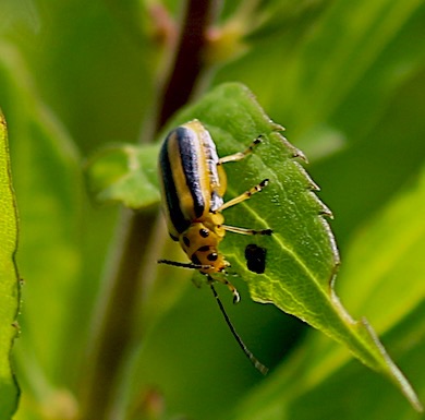 Skleletonizing Leaf Beetle.jpg