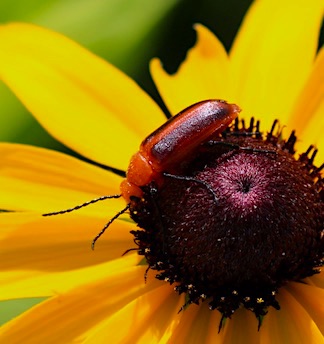 Brown Blister Beetle.jpg