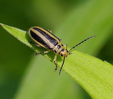 Skeletonizing Leaf Beetle.jpg