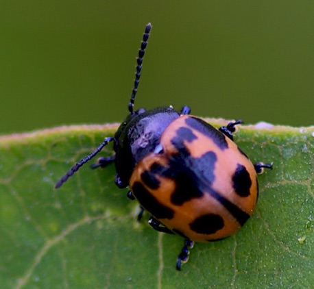 Milkweed Leaf Beetle.jpg