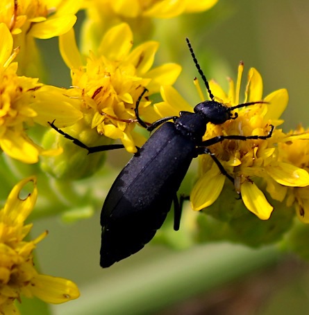 Blister Beetle.jpg