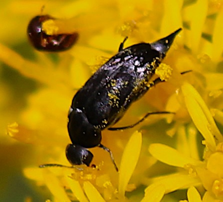 Tumbling Flower Beetle.jpg