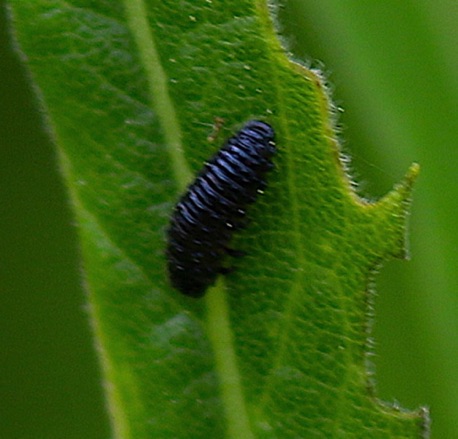 Larva Skeletonizing Leaf Beetle.jpg