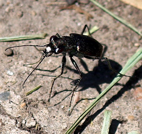 Punctured Tiger Beetle.jpg