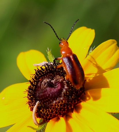 Red Blister Beetle.jpg