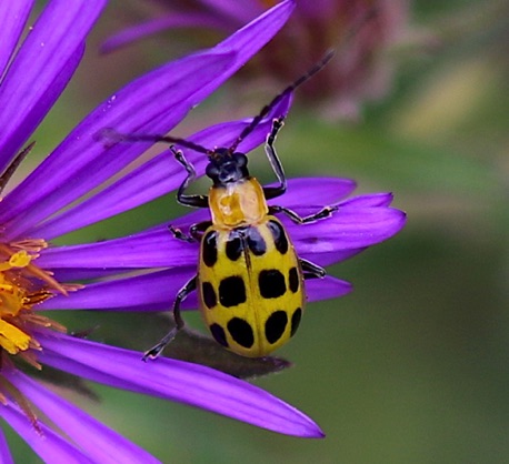 Spotted Cucumber Beetle.jpg