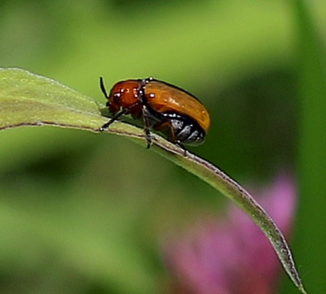 Flea Beetle.jpg