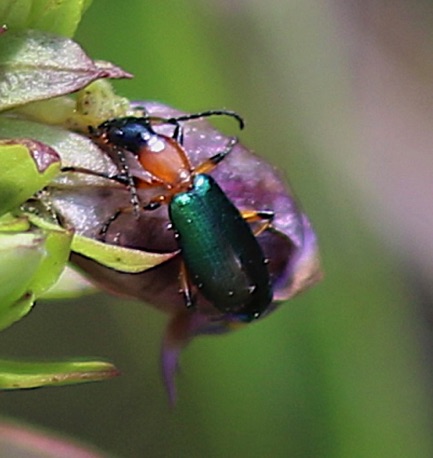 SkeletonizingLeaf Beetle.jpg