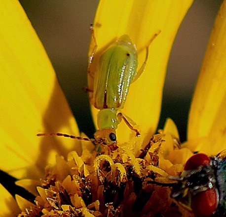 Corn Rootworm.jpg