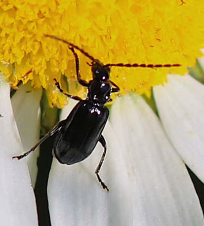 Ground Beetle.jpg