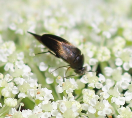 Box Head Tumbling Flower Beetle.jpg