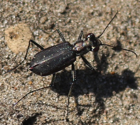 Punctured Tiger Beetle.jpg