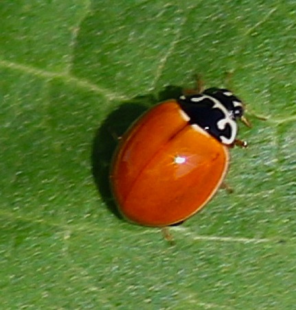 Polished Lady Beetle.jpg