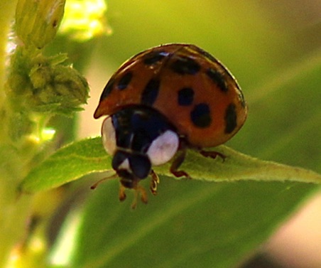 Multicolored Asian Ladybird.jpg