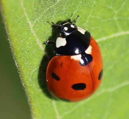 Seven-spotted Ladybird.jpg