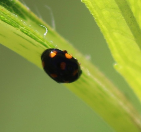 Spring Lady Beetle?