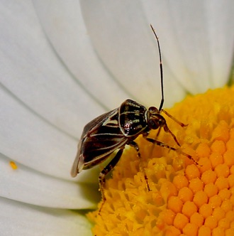 Tarnished Plant Bug.jpg