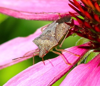 Brown Stink
Euschistus serves