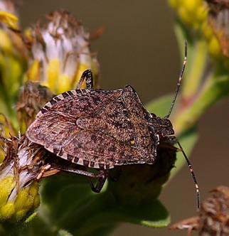 Stink Bug .jpg