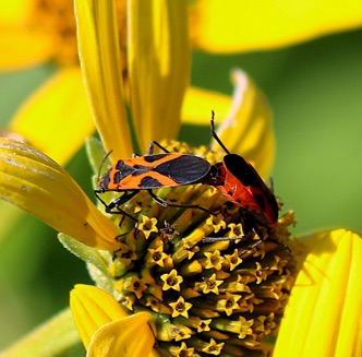 Small Milkweed Bug.jpg