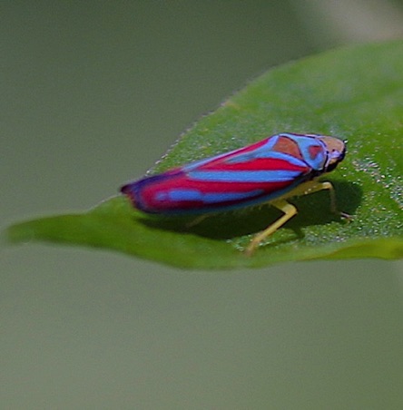 Red-banded Leafhopper.jpg