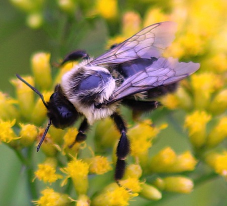 Lemon Cuckoo Bumble Bee.jpg