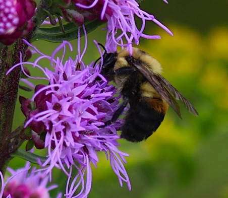 Brown-belted Bumble Bee.jpg