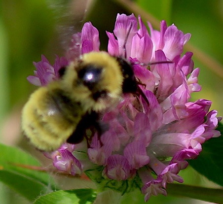 Golden Northern Bumble Bee.jpg