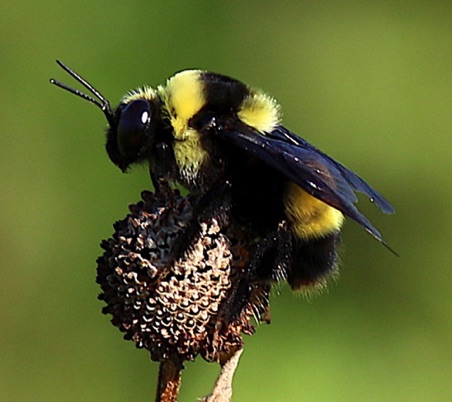 Black and Gold Bumble Bee.jpg