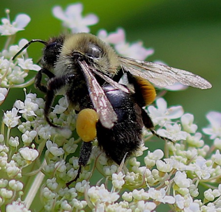 Large Carpenter Bee.jpg