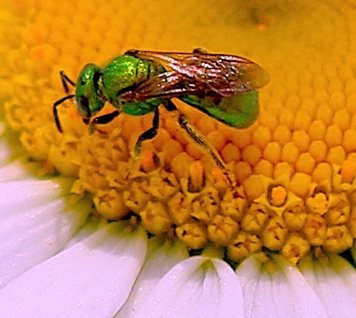 Green Metallic Bee.jpg