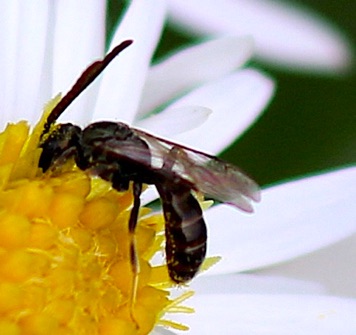 Confusing Metallic-furrow Bee.jpg