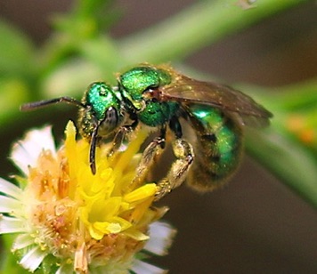 Green Metallic Bee.jpg