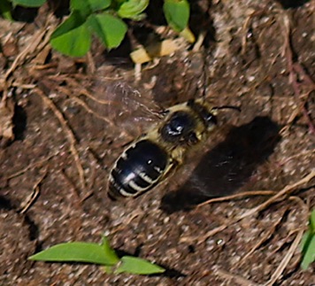 Cellophane Bee.jpg