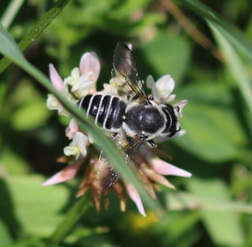 Pugnacious Leaf-cutter Bee.jpg