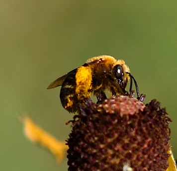 Dark-veined Longhorn Bee.jpg