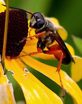 Great Golden Digger Wasp.jpg