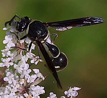 Black and White Potter Wasp.jpg